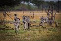 077 Zimbabwe, Hwange NP, zebra's